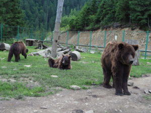 medvědí útulek ukrajina